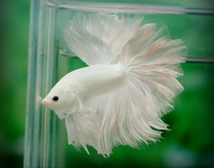 Rose-tail-betta