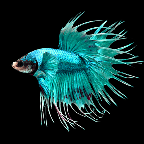 combtail-betta