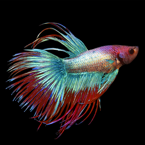 Crowntail Betta