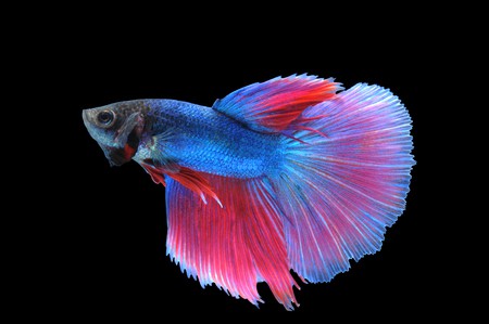 Super Delta tail Betta