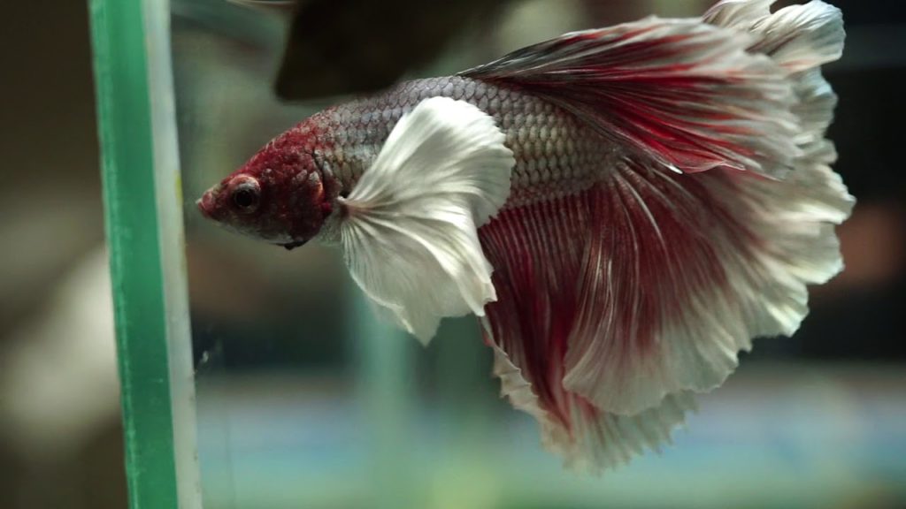 dumbo-elephant-ear-betta