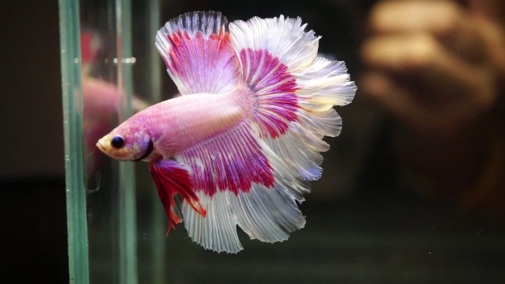 feather-tail-betta