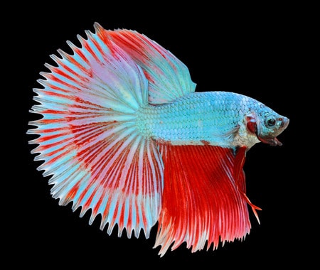 Half Sun tail Betta 