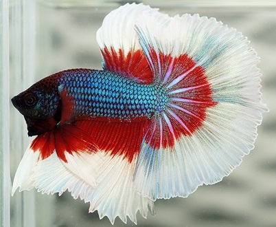 halfmoon double tail betta fish