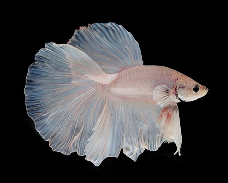 Super Delta tail Betta