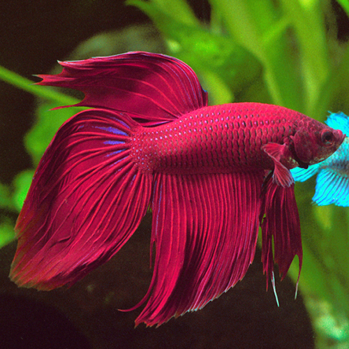 13 Types Of Betta Splendens Tails Fishkeepr