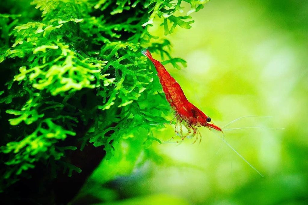 cherry-shrimp-moss