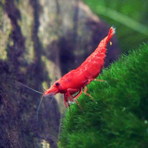 fire-red-cherry-shrimp