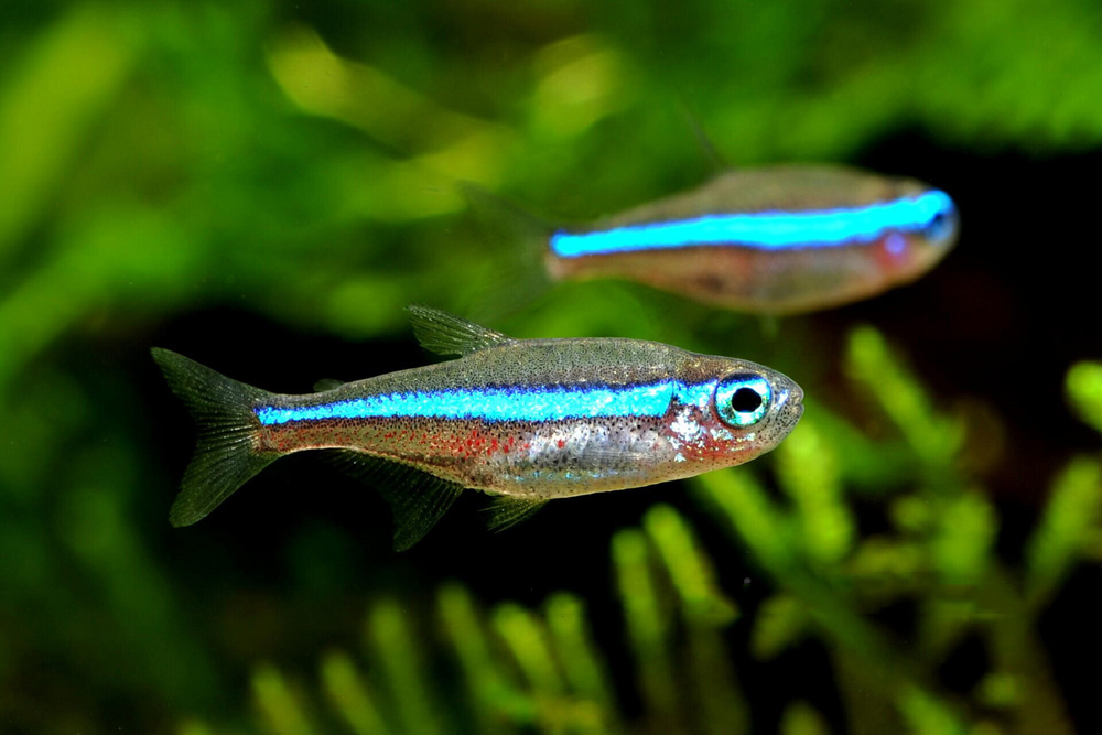 green-neon-tetra