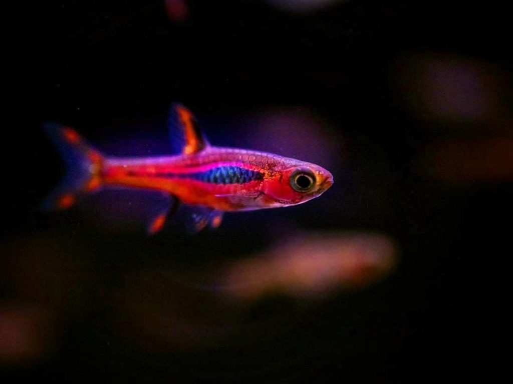 mosquito-chili-rasbora