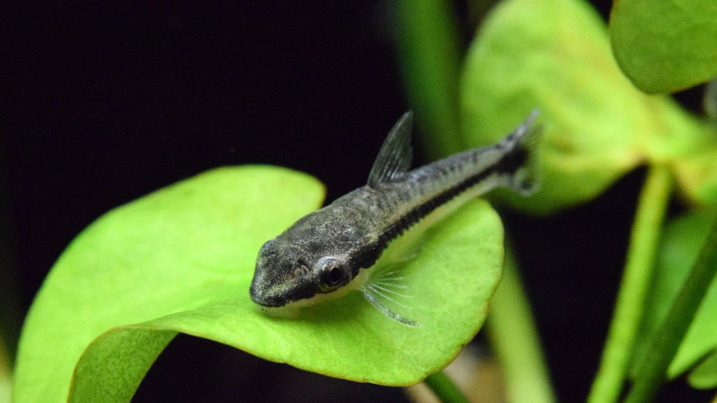 otocinclus-catfish-dwarf-suckers