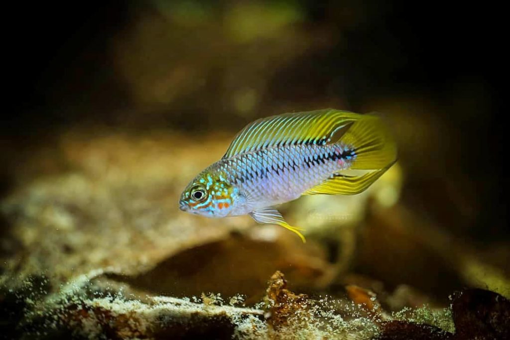 apistogramma-borelli