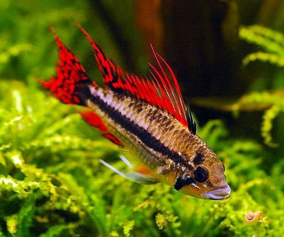 apistogramma-cacatuoides-super-red