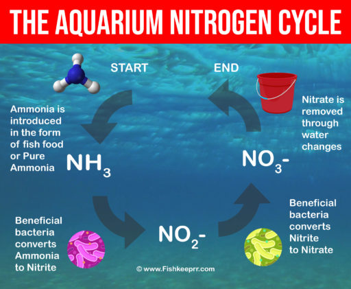 aquarium-nitrogen-cycle