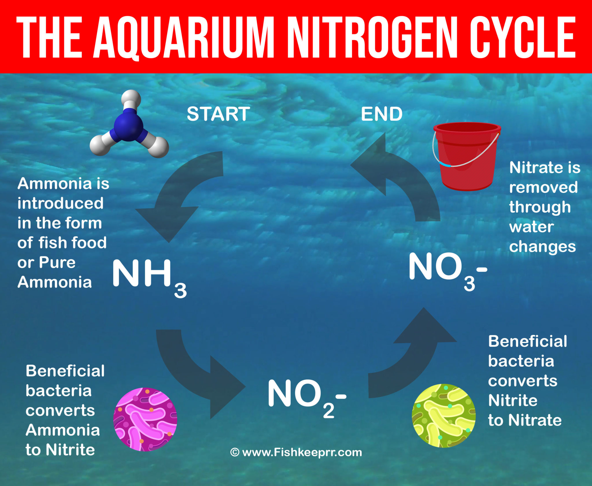 Top 6 Aquarium Fishkeeping myths - Fishkeepr