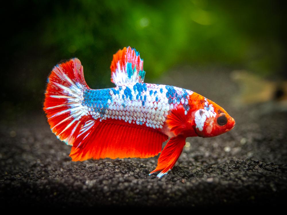 candy-koi-betta