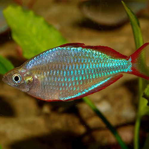 neon dwarf rainbow fish