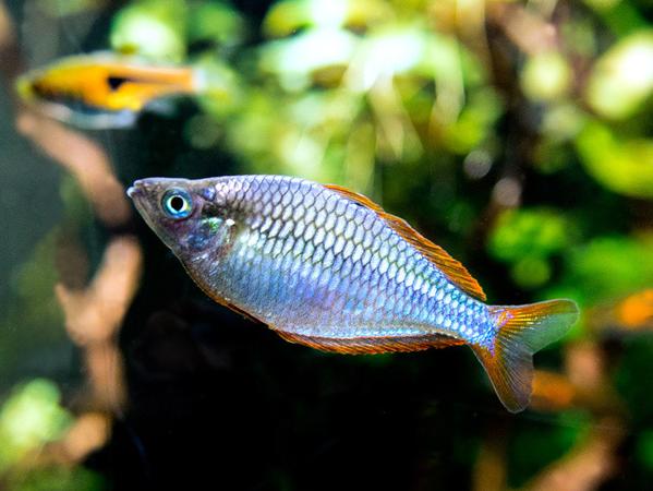 female-Praecox-Rainbowfish