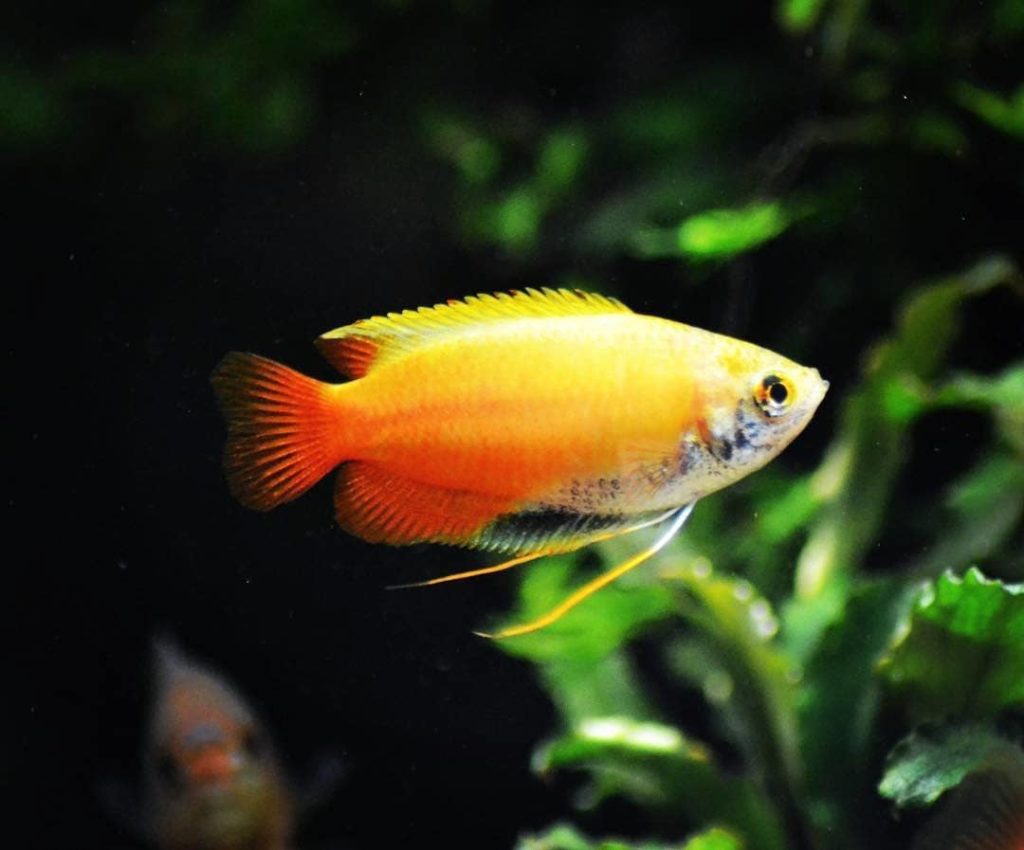 homey-gourami