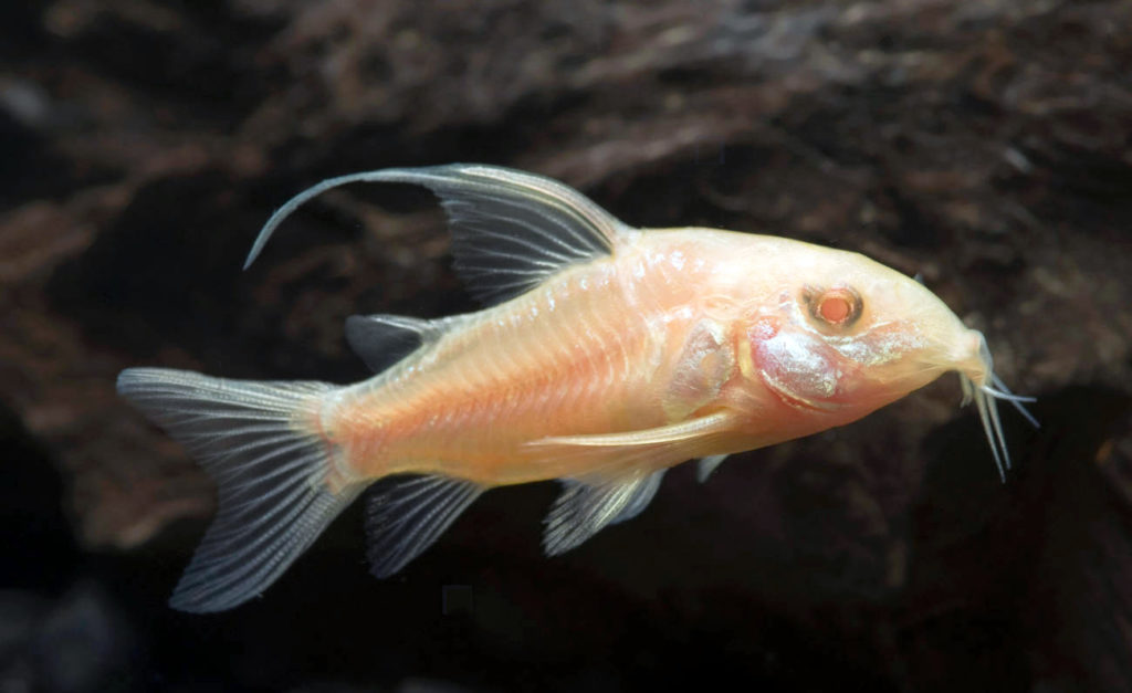 longfin-albino-corydoras