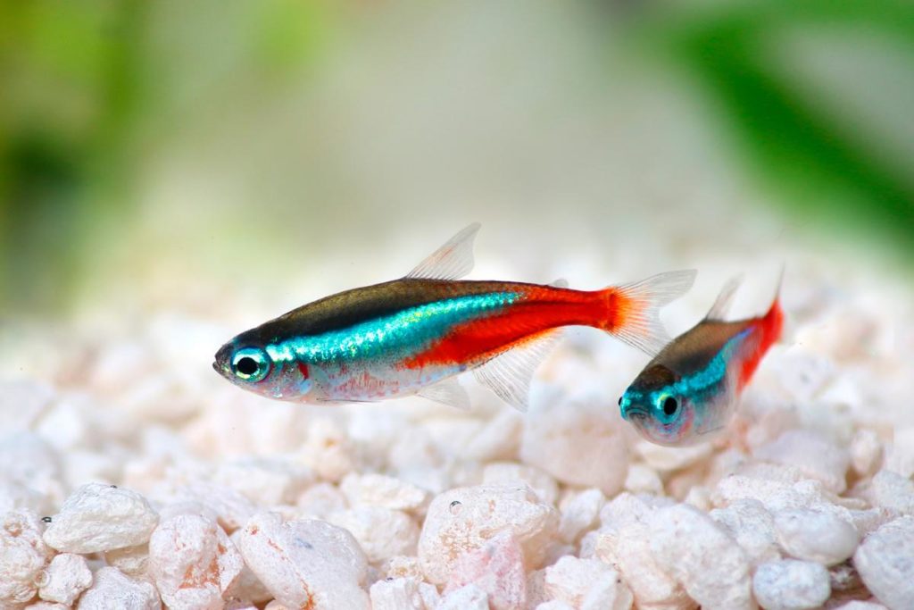 neon-tetra