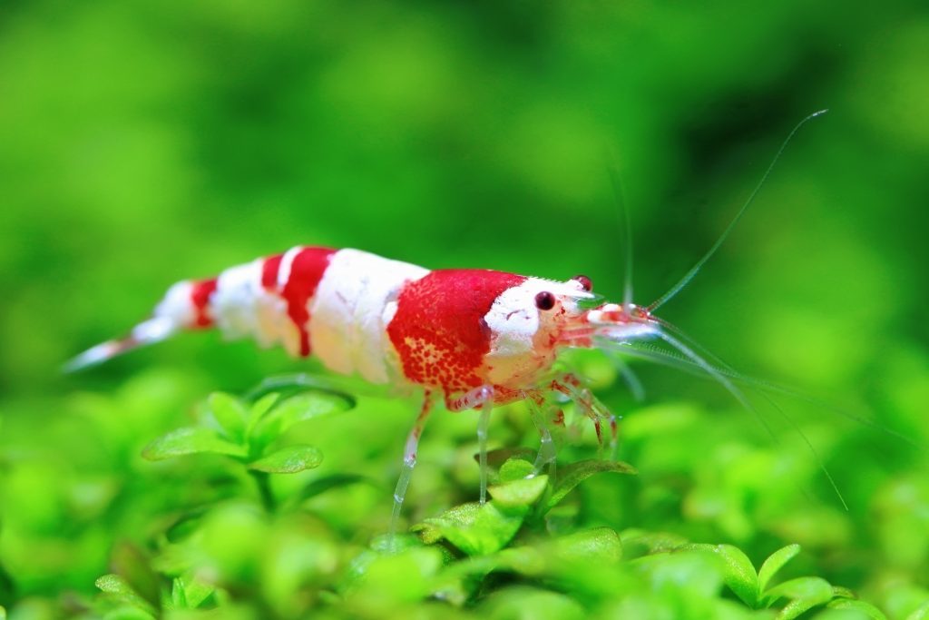 rcs-red-crystal-shrimp