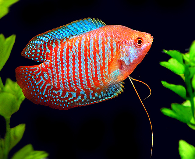 striped-dwarf-gourami